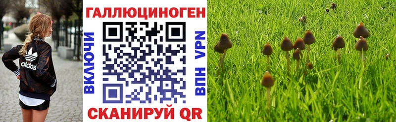 где можно купить наркотик  Спасск-Дальний  Галлюциногенные грибы Psilocybe 